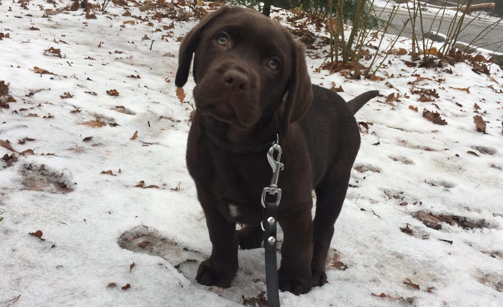 Bruno in de sneeuw