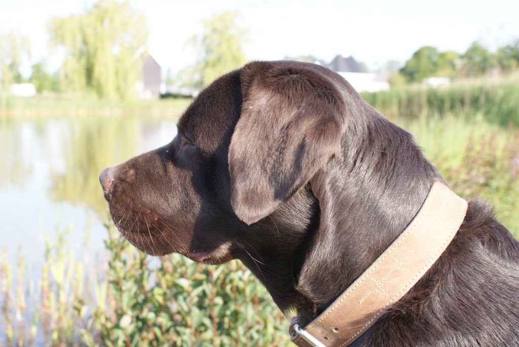 Levende blauwe haai gevonden bij Ouddorp