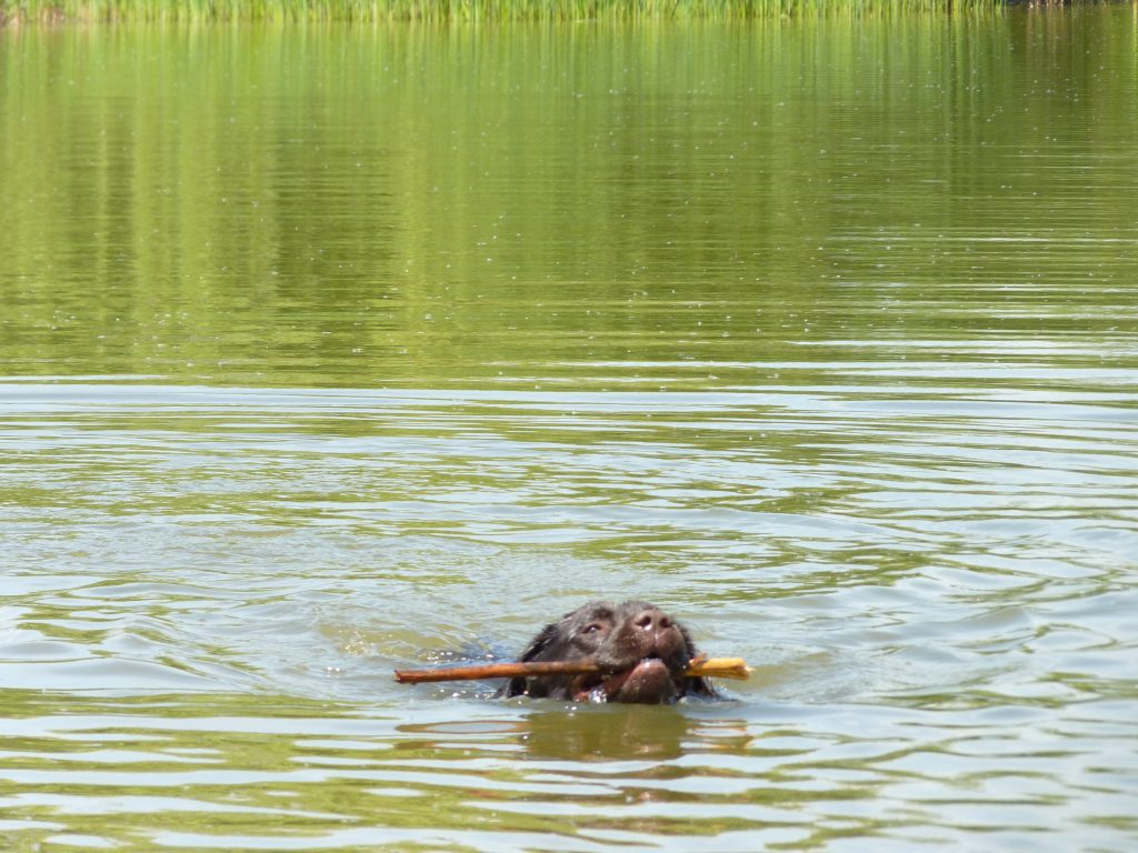 Video | Hond Suka na ruim 26 uur gered uit mijnschacht in Engeland