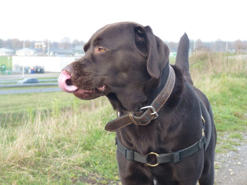 Klapmutspup op Vlieland is nu moederziel alleen: ‘Blijf op afstand’