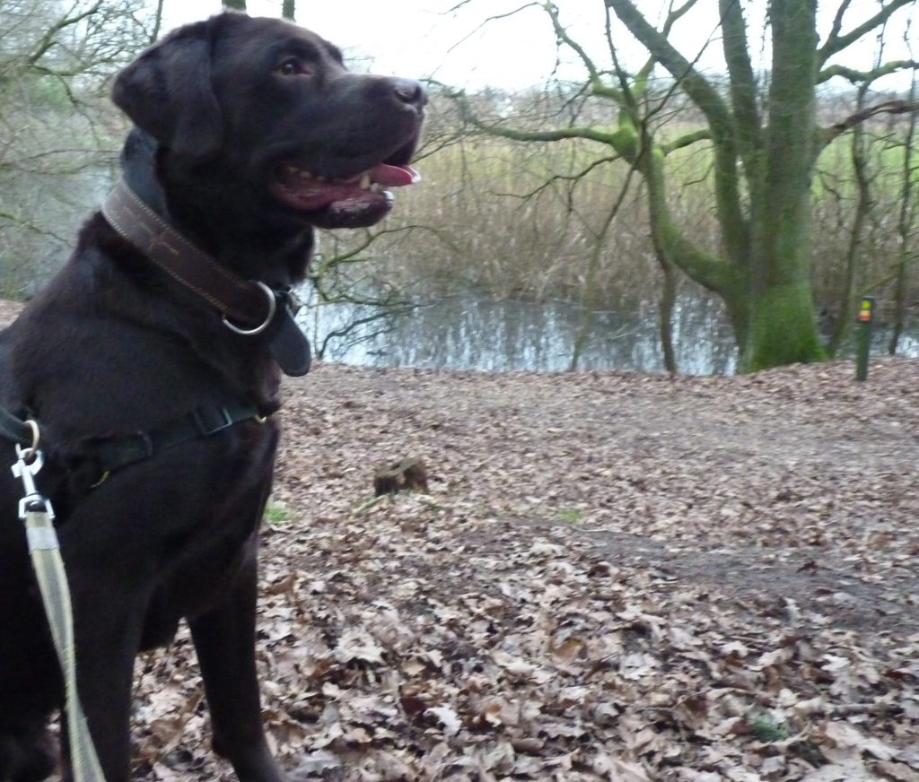 Dit moet je volgens Dierenarts Piet weten over de husky