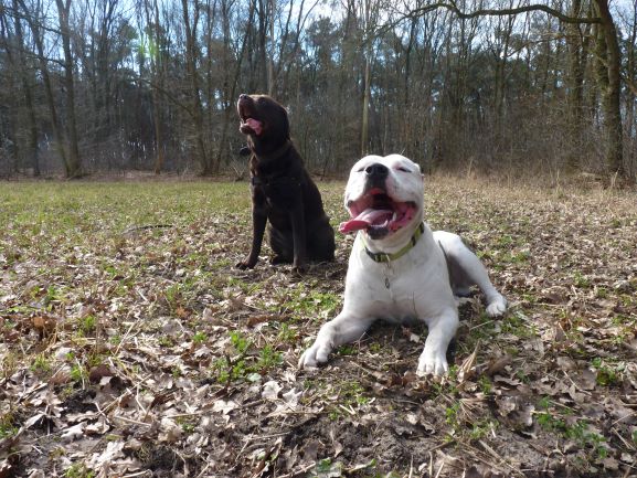 Agenten nemen hond mee: blafte de hele buurt wakker