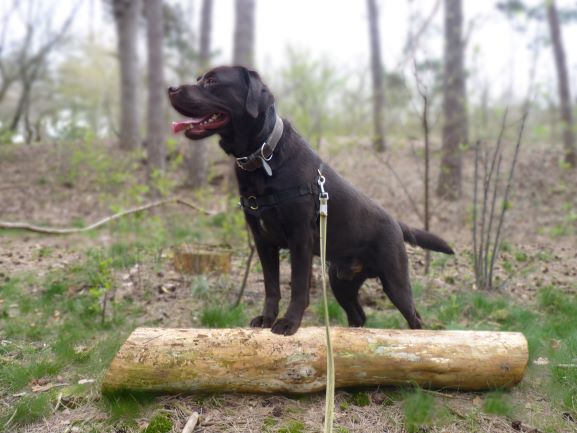 Video | NVWA neemt honden van Brabantse fokkerij in beslag