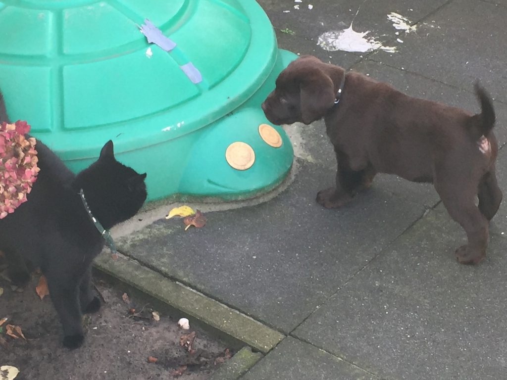 Pas op met satéprikkers bij barbecue: ‘Honden slikken ze in’