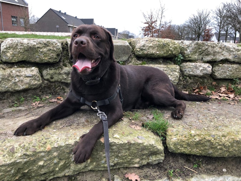 ’s Werelds kleinste hond Pearl is kleiner dan een ijsstokje