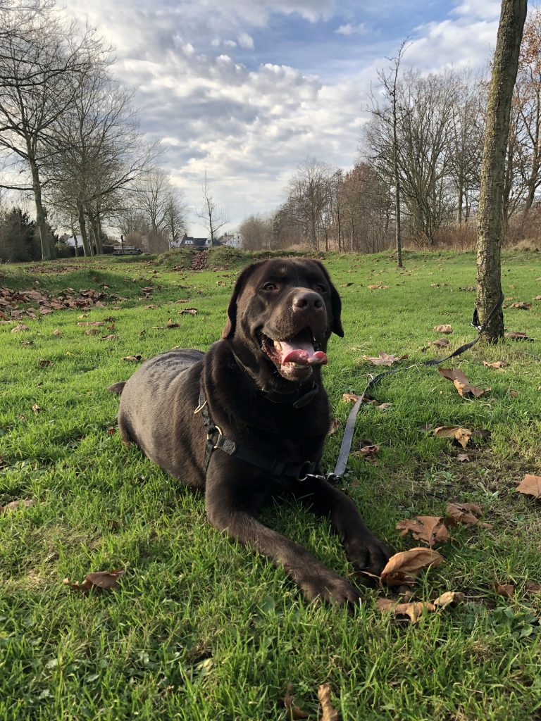 DierenPark Amersfoort wil dolgraag de poep van jouw huisdier hebben