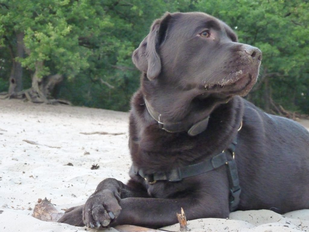 Dit moet je volgens dierenarts Piet weten over assistentiehonden