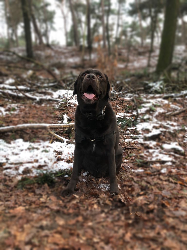 Weggelopen hond overleeft barre tocht van maand over Beringzee