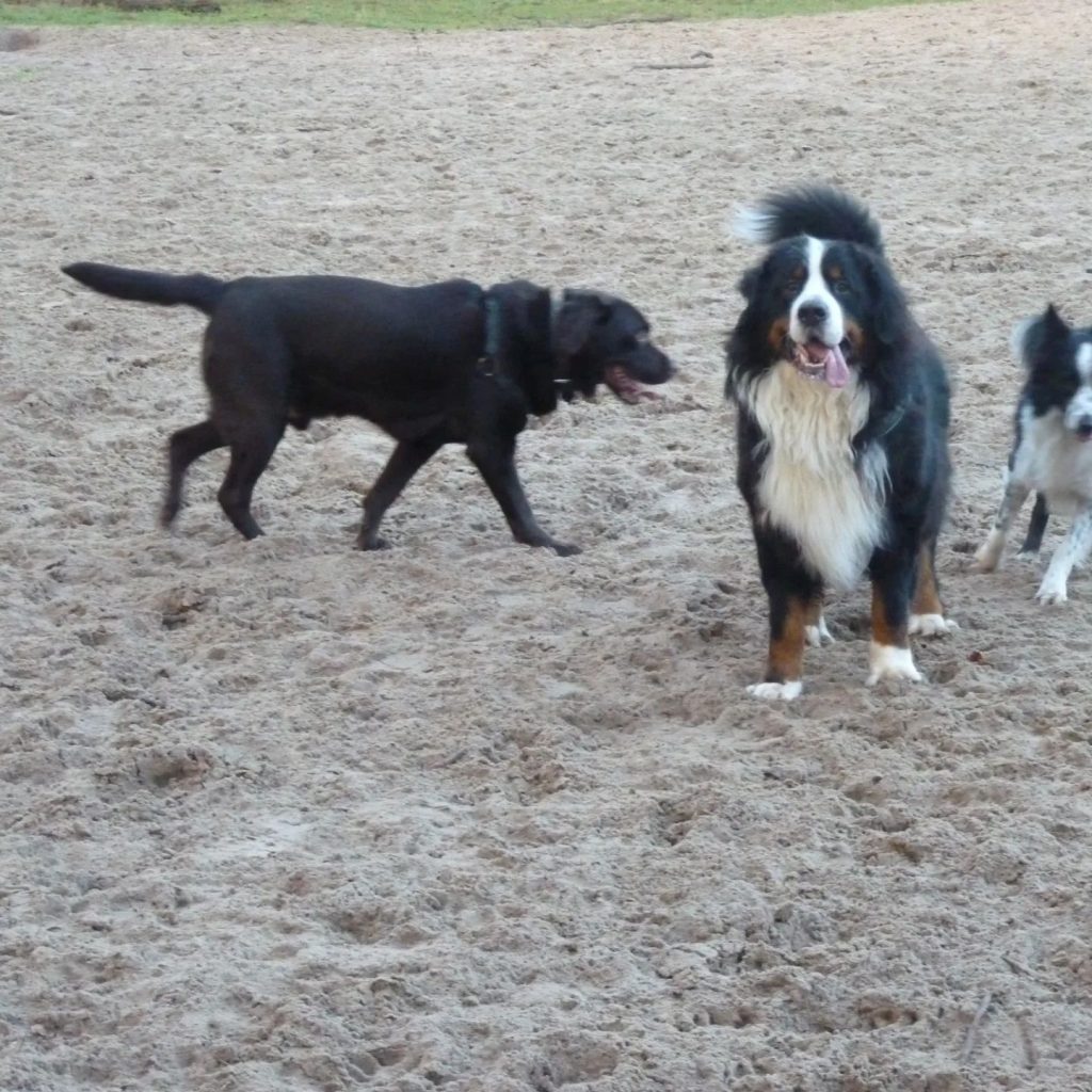 Dierenarts Piet: Waarom het belangrijk is om je hond regelmatig los te laten lopen