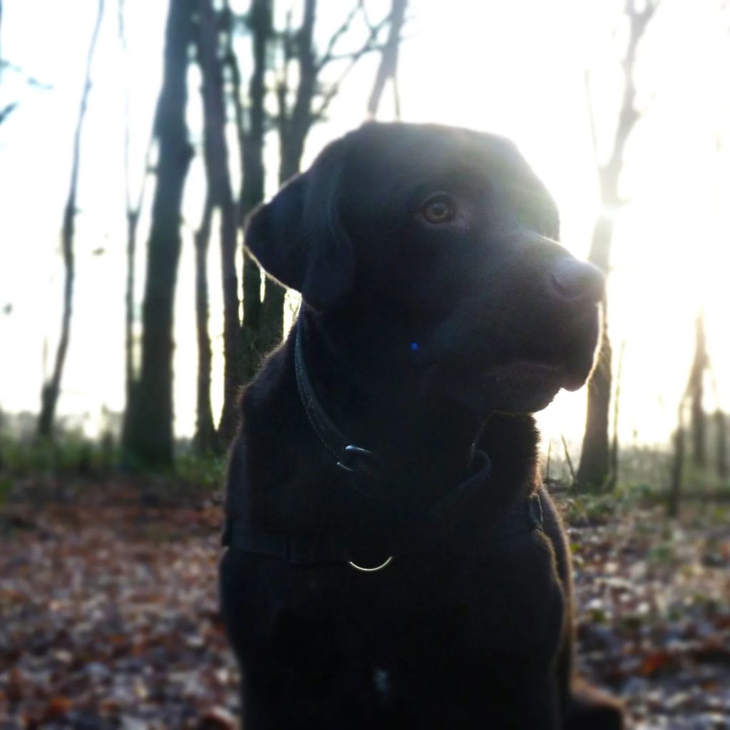 Dit moet je weten als je jouw hond meeneemt op vakantie