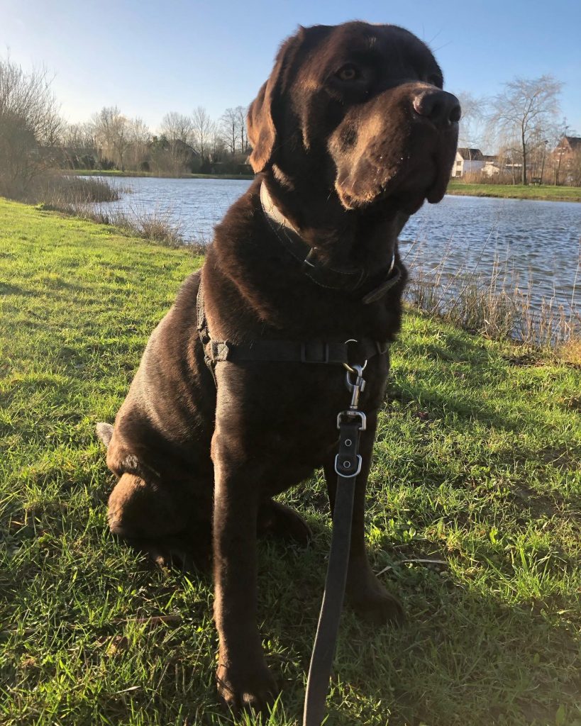 Video | Samenwerkende automobilisten redden hond op snelweg in VS