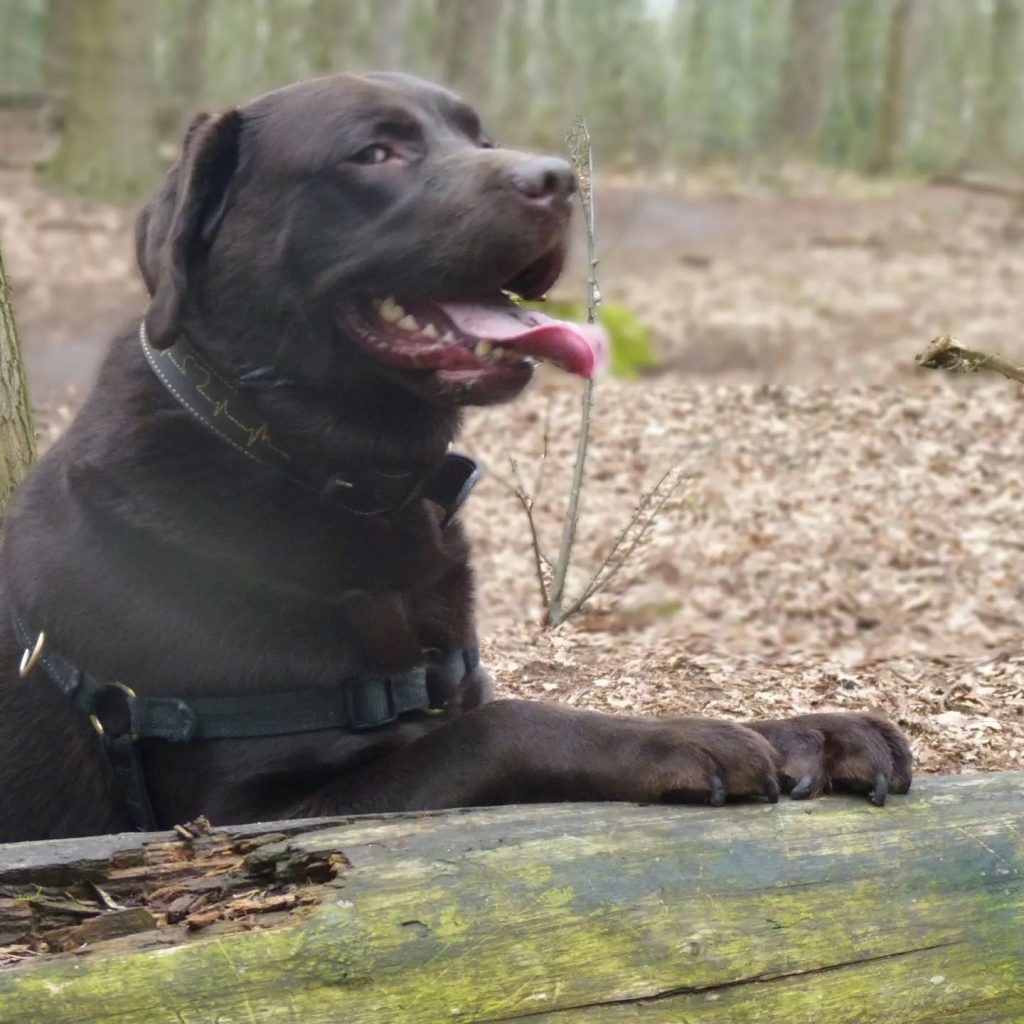 5 stranden waar je hond óók in de zomer los mag lopen