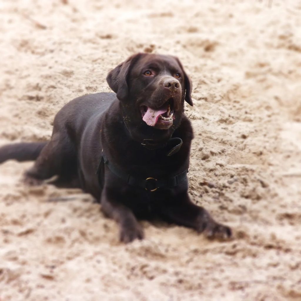 ‘Levensgevaarlijke situaties’ door weggelopen hond Nablo in Middelburg