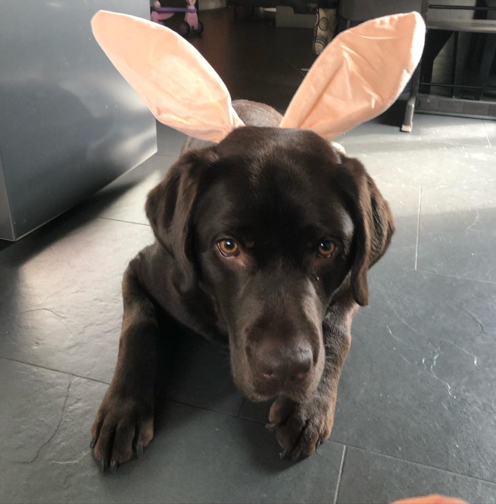 Waar zijn Zeppelin, Loki, Poppy? Honderden dieren kwijtgeraakt in vuurzee Hawaï