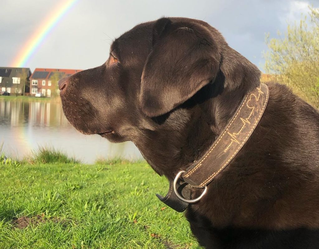 Hier moet je op letten als je je hond wil laten zwemmen