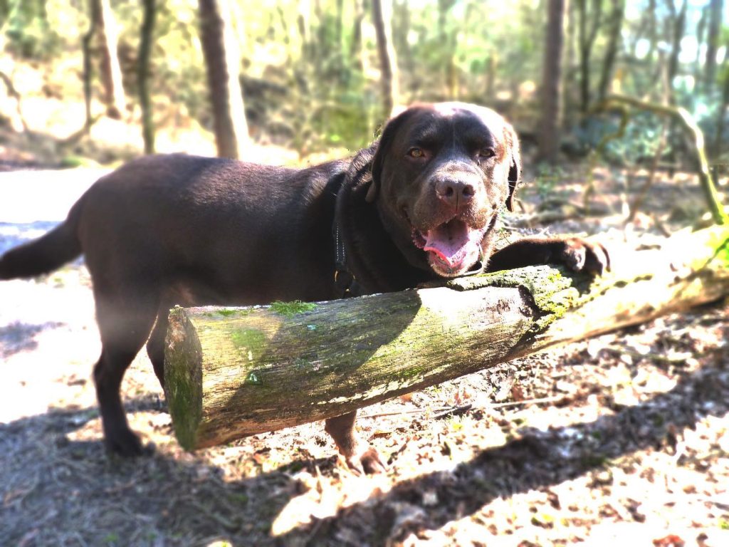 Hardleerse hondenfokker in Eersel raakt al zijn honden kwijt na nieuwe misstap