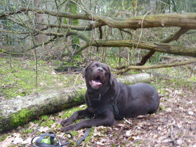 Gelderland blijft worstelen hoe om te gaan met de wolf