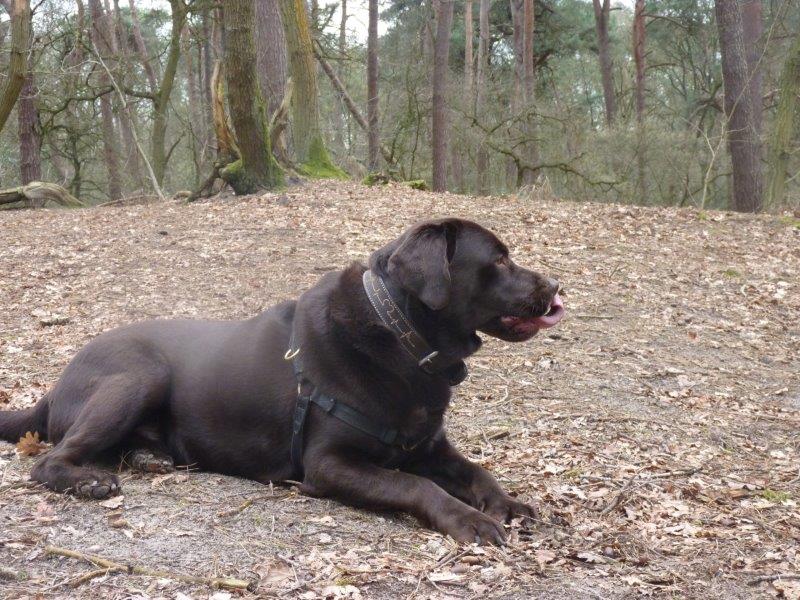 Man overlijdt na aanval haan: hoe gevaarlijk zijn deze dieren?