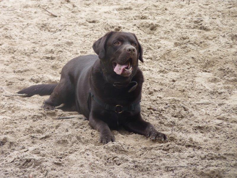 Video | Hond en pasgeboren pups levend onder puin vandaan gehaald in Turkije