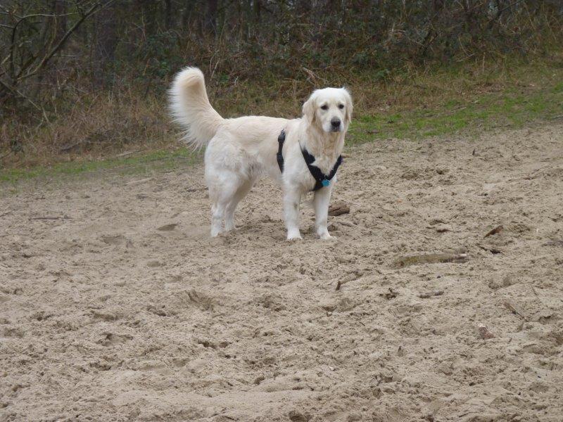 Gedumpt hondje levend gered uit ondergrondse afvalcontainer in Den Bosch