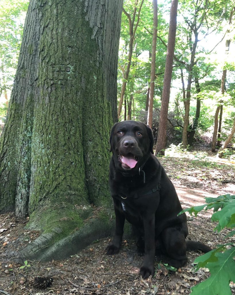 Waarom niet alle gemuilkorfde honden per se agressief zijn