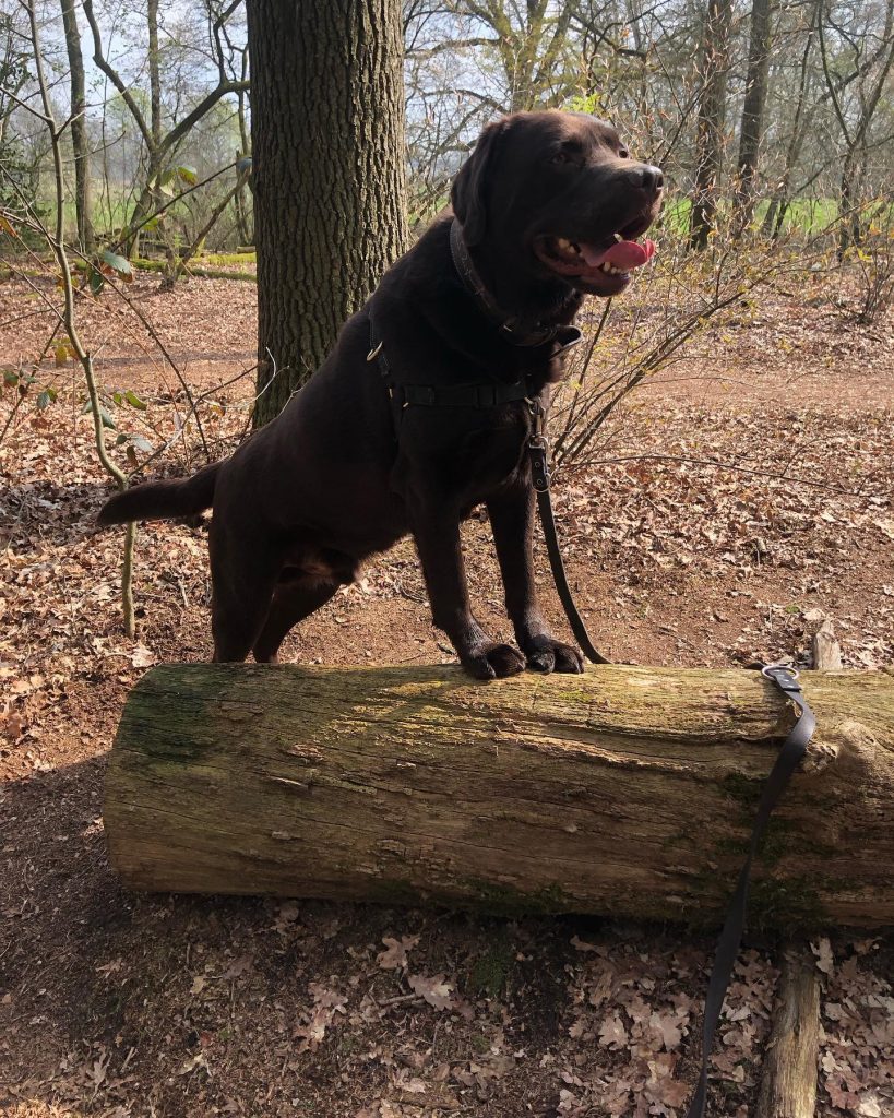 Hond van Joe Biden uit Witte Huis verwijderd na meerdere bijtincidenten