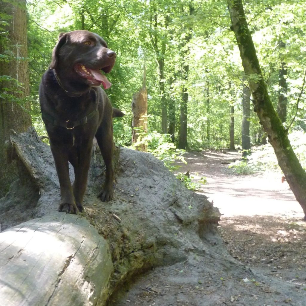 baasje-riep-weer-het-magische-woord-bossen-%f0%9f%98%9c-en-ik-mocht-weer