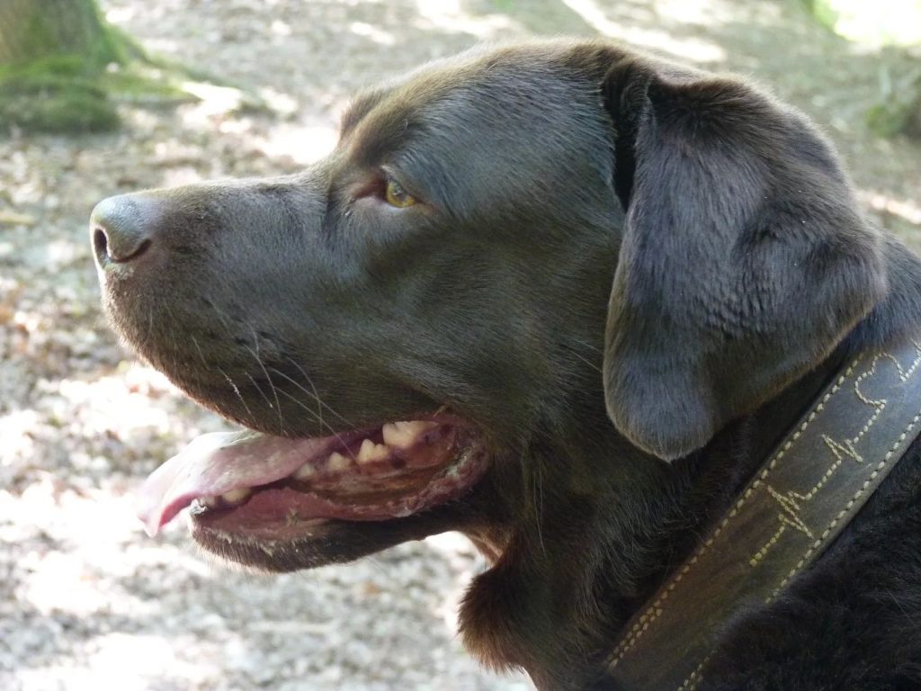 weekendweekend-fridayvibes-friday-labrador-chocolatelab