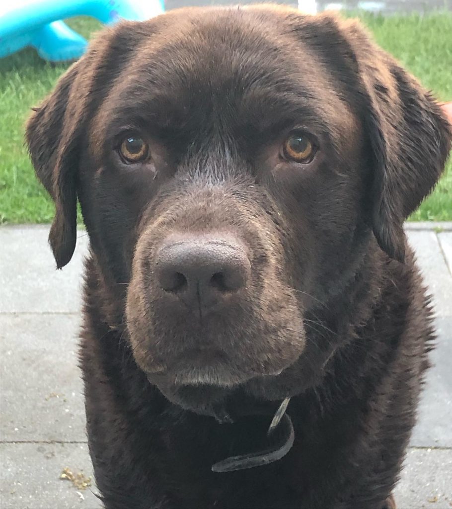 Hond op Ameland sterft bijna door hitte: ‘Duik in zeewater helpt niet’