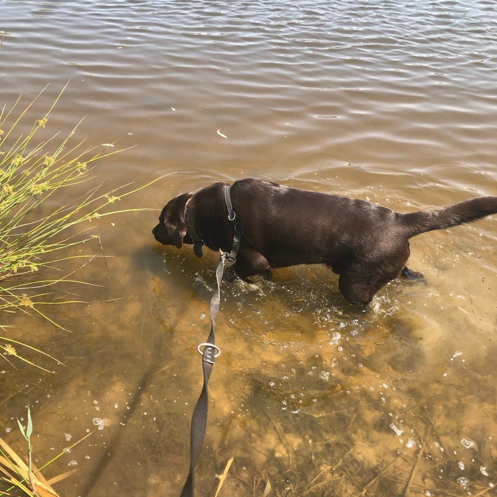 Video | Amerikaanse kustwacht redt hond na val van 90 meter hoge klif