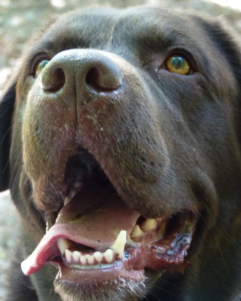 Waarom je je hond beter een blauw speeltje kunt geven in plaats van rood