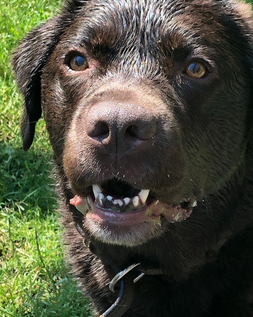 Engelse tiener ernstig gewond door aanval Amerikaanse bully-hond