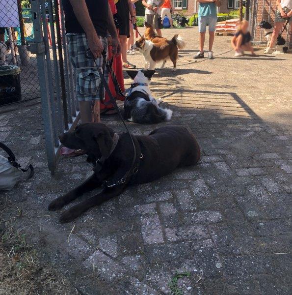 Tientallen gestrande grienden dood, mogelijk doordat vrouwtje in problemen kwam