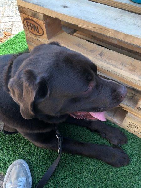 Dode bultrug aangespoeld op Zeeuws strand