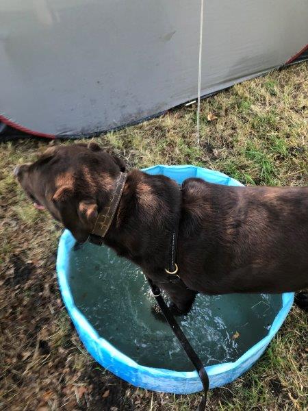 Luistert je hond niet naar je? Dit is waarom!