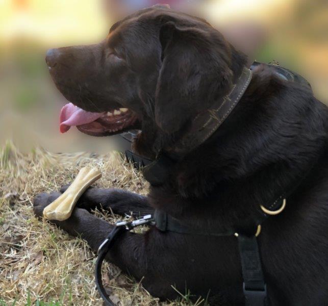 Enorm veel haaienvinnen onderschept: tienduizend dieren gedood