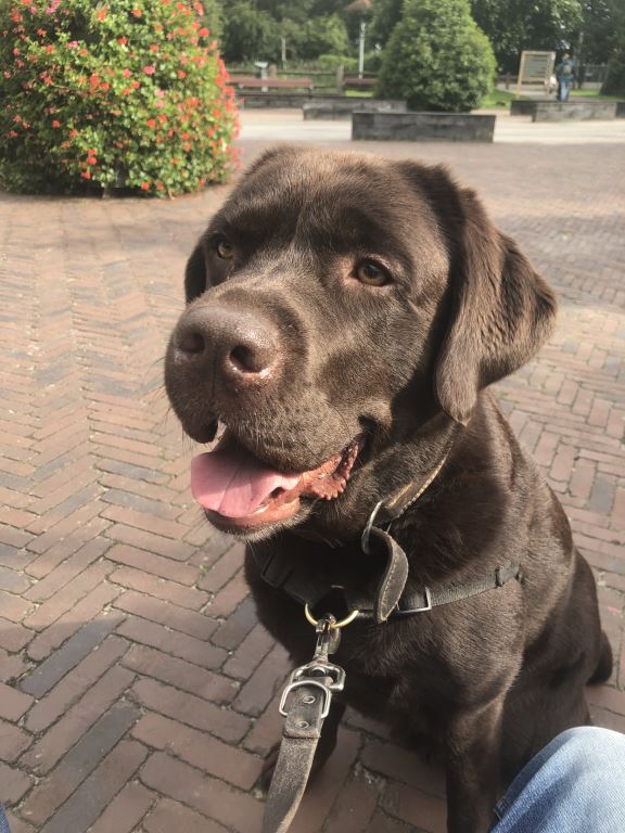 Hond met 2,5 kilo aan verklitte vacht in beslag genomen: ‘Kan amper bewegen’