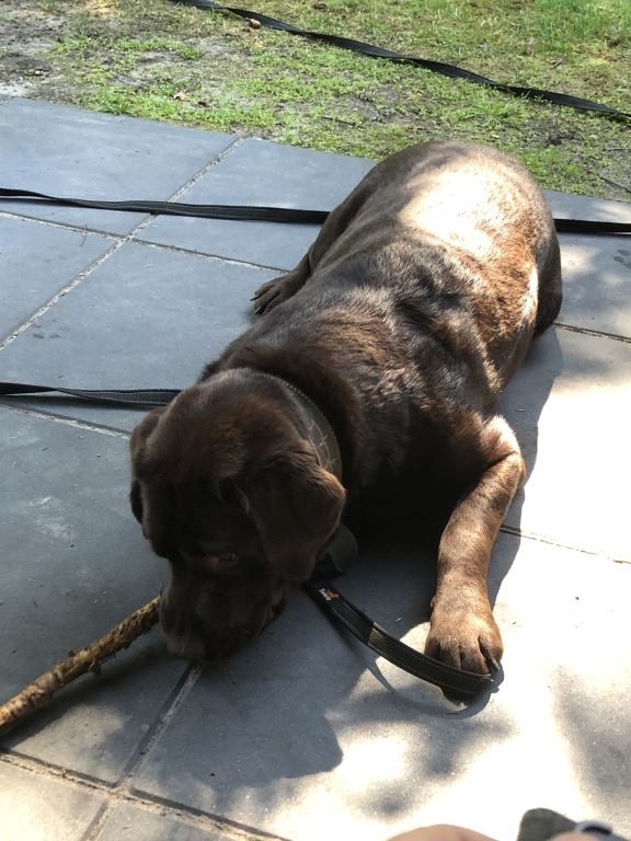 Geen leeuw en ditmaal ook geen zwijn: Berlijnse man ziet knuffel aan voor roofdier