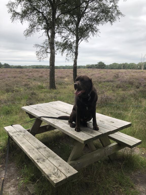 Zoektocht naar leeuwin bij Berlijn gaat verder: ‘Mogelijk snel weer op zoek naar voedsel’