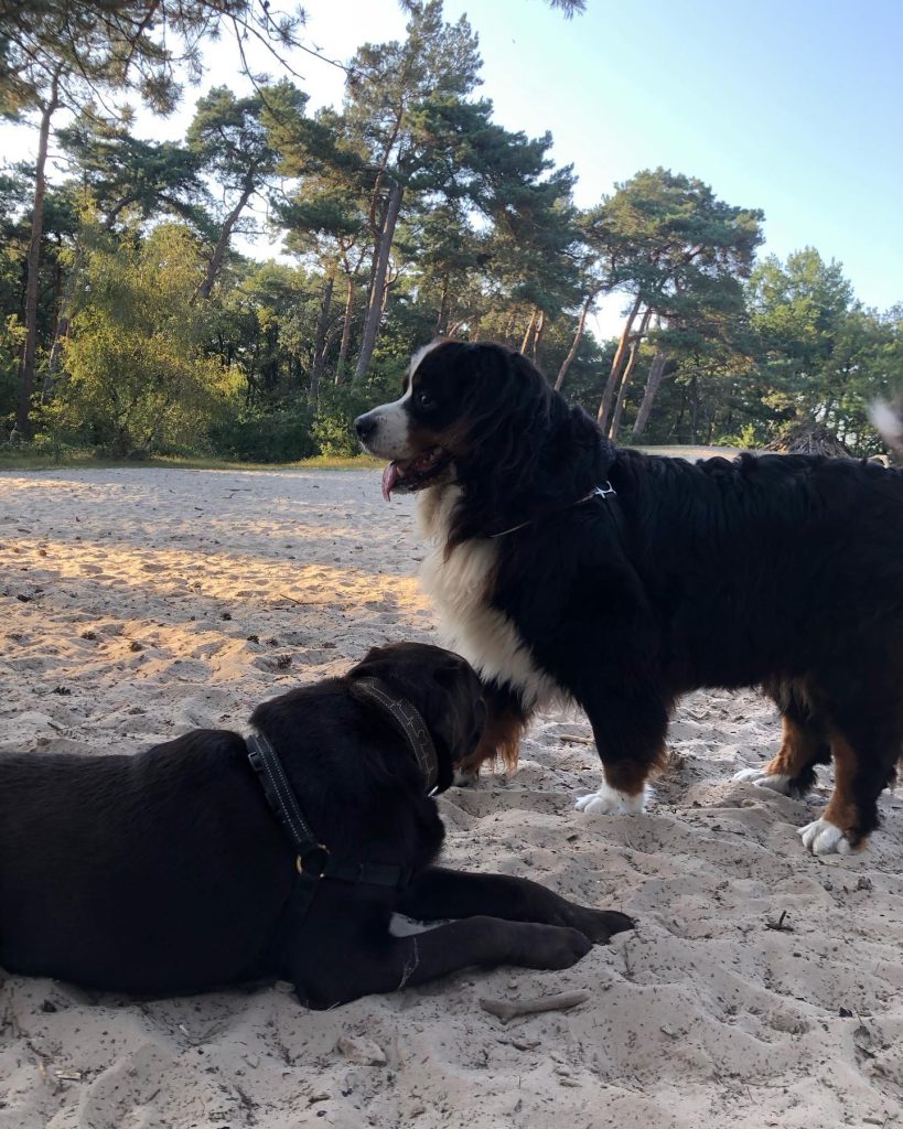 Video | Schapen verkassen naar Brabants eiland om broedvogels te helpen