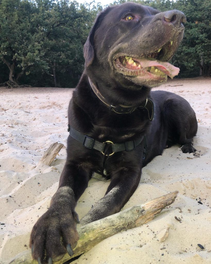 Voor het eerst Nederlandse fokker van Franse buldogs met te korte snuit beboet