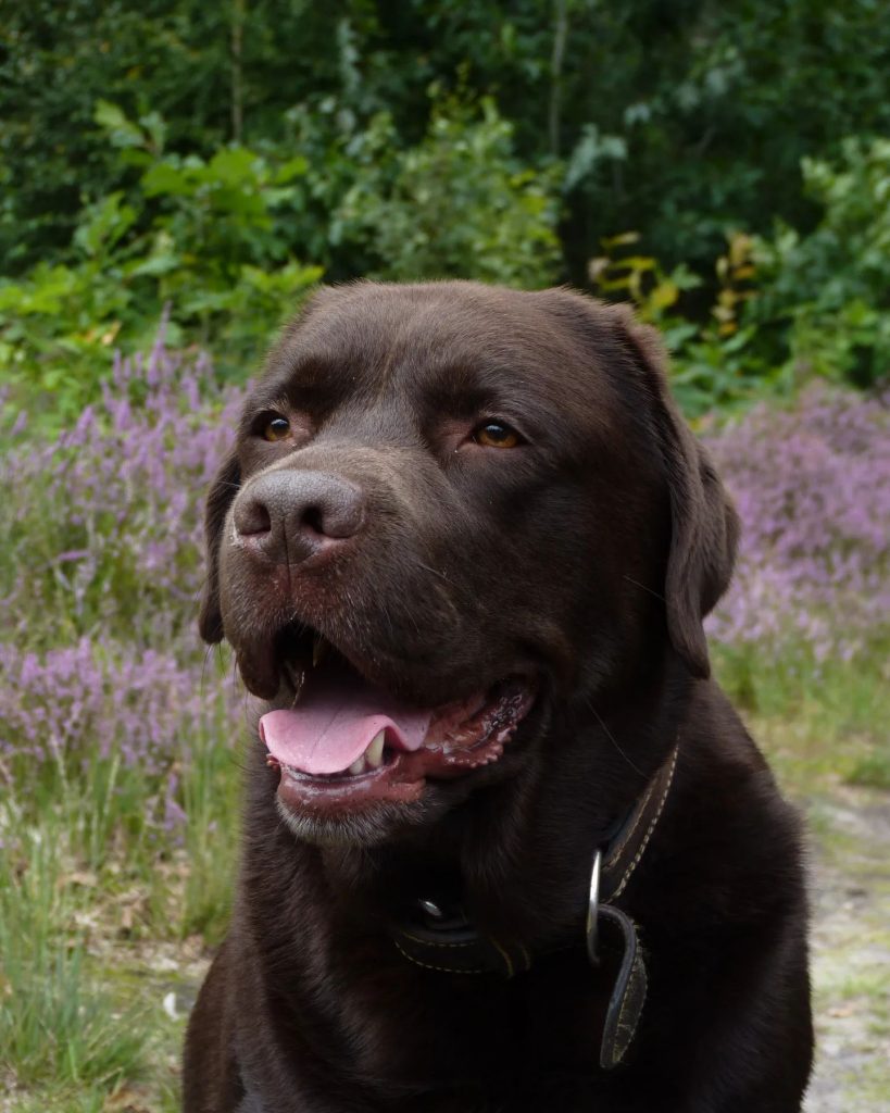 NU+ | Biden niet enige die z’n hond niet aankan: ‘Herder is niet zomaar een hond’