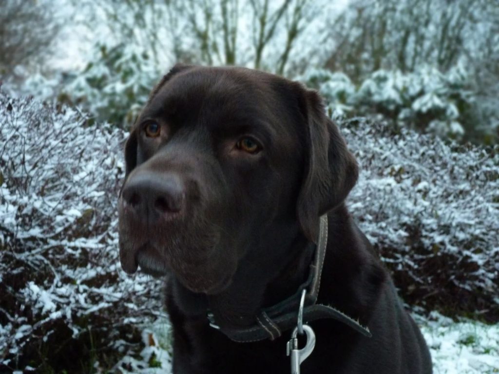 de-eerste-sneeuw-eerder-deze-week-bruno-was-weer-helemaal-door