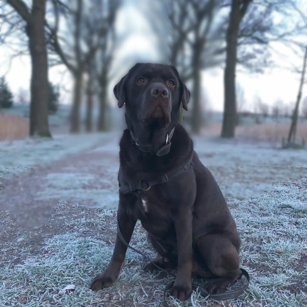 hopelijk-gaan-we-weer-een-heerlijke-winter-tegemoet-liefst-met