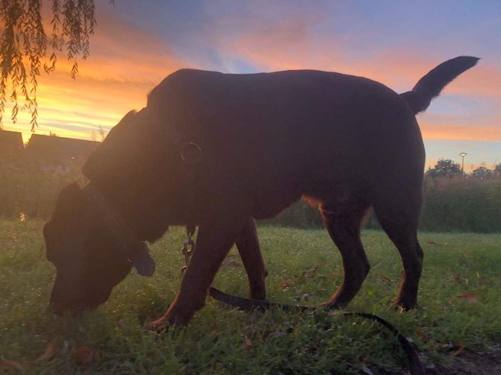 good-morning-%f0%9f%8c%9e%e2%98%80%ef%b8%8f-have-a-lovely-day-sunrise-labrador-lab