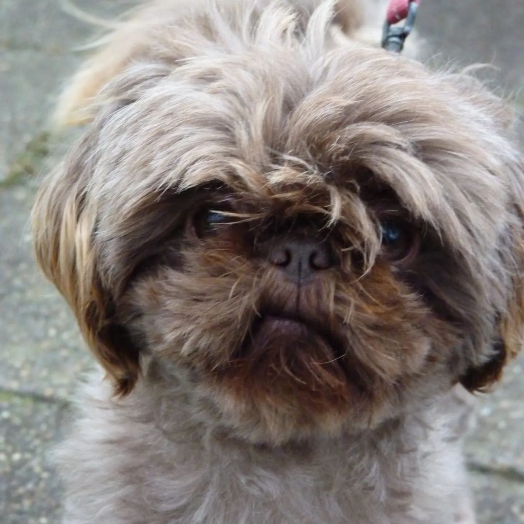 even-voorstellen-cookie-de-shih-tzu-cookie-is-4-jaar-en-komt-u