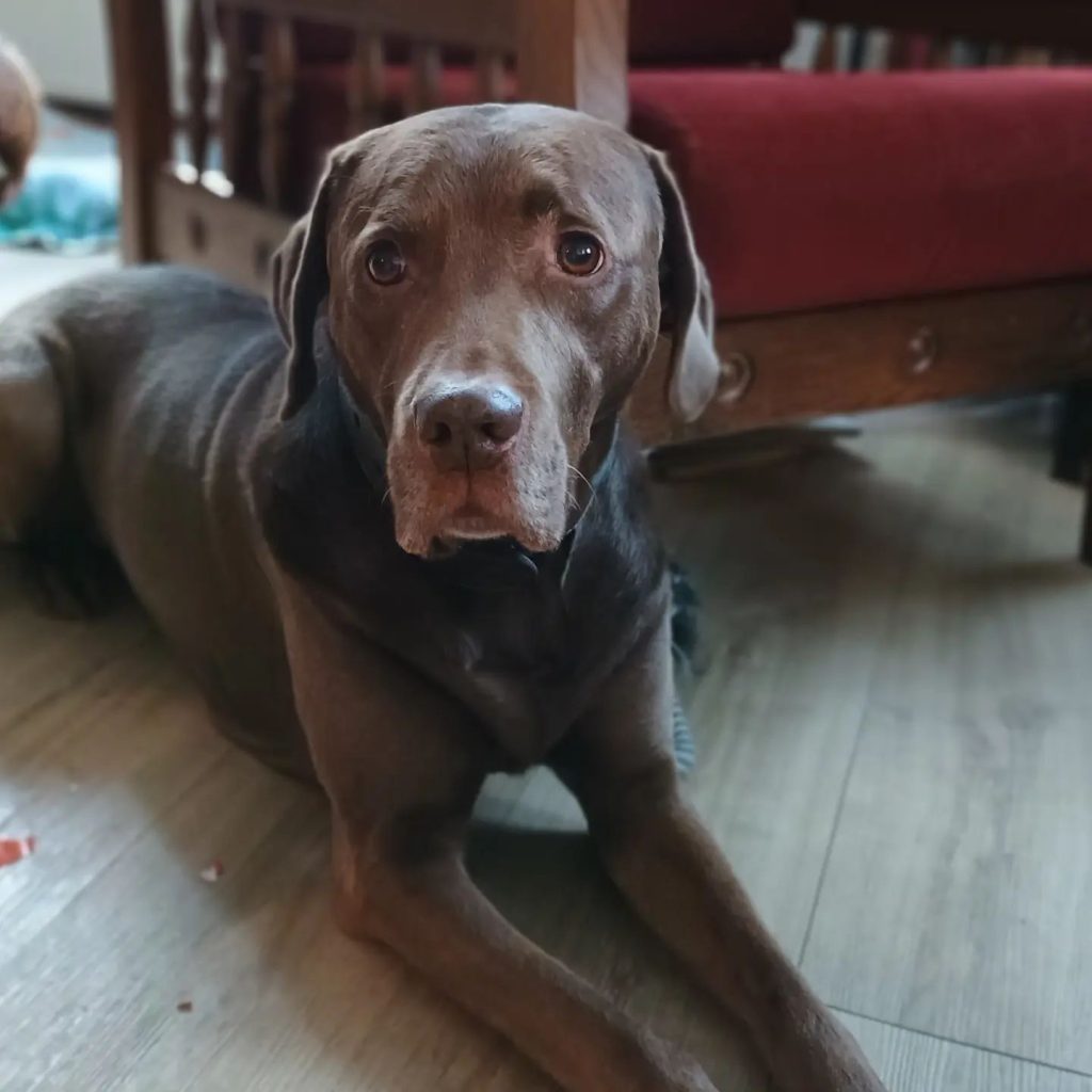 even-op-bezoek-geweest-bij-sjorsde-weimaraner-x-labradorhij