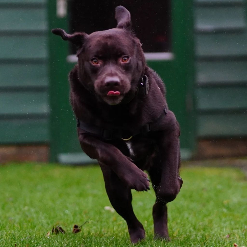 bruno-in-actie-tong-eruit-en-gaan-%f0%9f%98%89bruno-in-action-tongue-o