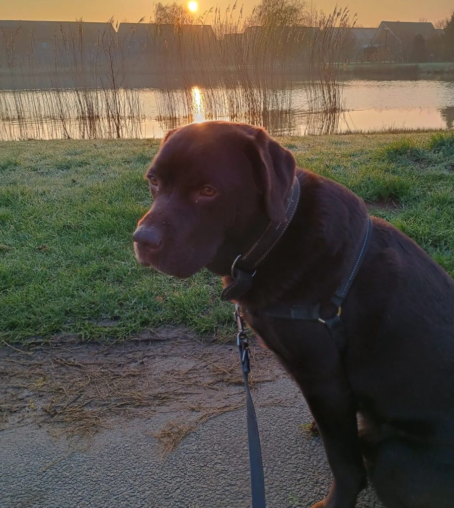 ochtend-wandeling-het-was-weer-een-heerlijk-dagje-lente-is-ond