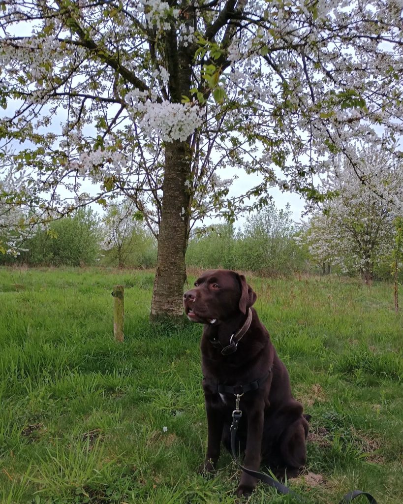 spring-is-in-the-air-%f0%9f%98%8dlabrador-dogoftheday-snow-spring-d